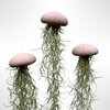 Set van drie Jellyfish luchtplantjes met Alfonso zee-egels en Spaans mos.