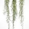 Set van drie Jellyfish luchtplantjes met Alfonso zee-egels en Spaans mos.