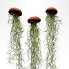 Set van drie Jellyfish luchtplantjes met Alfonso zee-egels en Spaans mos.