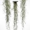 Set van drie Jellyfish luchtplantjes met Alfonso zee-egels en Spaans mos.