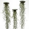 Set van drie Jellyfish luchtplantjes met Alfonso zee-egels en Spaans mos.