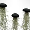 Set van drie Jellyfish luchtplantjes met Alfonso zee-egels en Spaans mos.