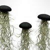 Set van drie Jellyfish luchtplantjes met Alfonso zee-egels en Spaans mos.