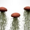 Set van drie Jellyfish luchtplantjes met Alfonso zee-egels en Spaans mos.