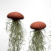 Set van drie Jellyfish luchtplantjes met Alfonso zee-egels en Spaans mos.