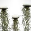 Set van drie Jellyfish luchtplantjes met Alfonso zee-egels en Spaans mos.