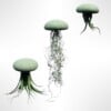 Set van drie Jellyfish luchtplantjes met Alfonso zee-egels verschillende Tillandsia's