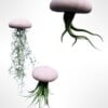 Set van drie Jellyfish luchtplantjes met Alfonso zee-egels verschillende Tillandsia's