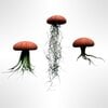 Set van drie Jellyfish luchtplantjes met Alfonso zee-egels verschillende Tillandsia's
