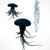 Set van drie Jellyfish luchtplantjes met Alfonso zee-egels verschillende Tillandsia's