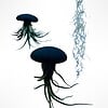 Set van drie Jellyfish luchtplantjes met Alfonso zee-egels verschillende Tillandsia's