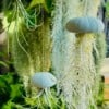 Set van drie Jellyfish luchtplantjes met Alfonso zee-egels verschillende Tillandsia's