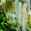 Set van drie Jellyfish luchtplantjes met Alfonso zee-egels verschillende Tillandsia's