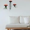 Set van drie Jellyfish luchtplantjes met Alfonso zee-egels verschillende Tillandsia's