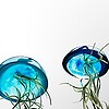 Set van drie mooi gekleurde Jellyfish luchtplantjes, gemaakt van Epoxy en Spaans mos