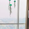 Set van drie mooi gekleurde Jellyfish luchtplantjes, gemaakt van Epoxy en Spaans mos