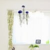 Set van drie mooi gekleurde Jellyfish luchtplantjes, gemaakt van Epoxy en Spaans mos