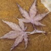 Cadeaubon Silky Leaves – een persoonlijk en uniek cadeau