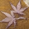 Cadeaubon Silky Leaves – een persoonlijk en uniek cadeau
