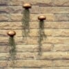 Drie mooie Jellyfish luchtplantjes met Spaans mos