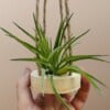 Houten hangertje met een Tillandsia Brachycaulos Abdita