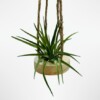 Houten hangertje met een Tillandsia Brachycaulos Abdita