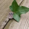 Lodoliet kwarts ring, gezet in zilver met messing