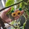 Micro Gehaakte zonnebloem Oorbellen