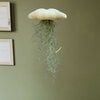 Reuze Jellyfish luchtplant met Spaans mos