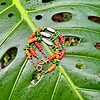 Tropische Ozoetwaterparel armbanden