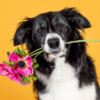 Algemene kaart met Border Collie