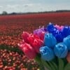 Tulip