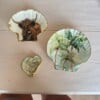 DIY schelpen knutselpakket voor thuis