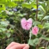 Micro Gehaakte Caladium Broche – Handbeschilderde Blaadjes