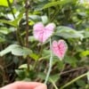 Micro Gehaakte Caladium Broche – Handbeschilderde Blaadjes