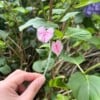 Micro Gehaakte Caladium Broche – Handbeschilderde Blaadjes