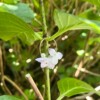 Micro Gehaakte Paarse Bloesems – Oorringen