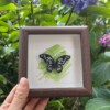 Micro Gehaakte Zwarte Vlinder in Lijstje – Elegant & Uniek