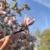 Micro gehaakte Magnolia Bloemenbroches