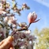 Micro gehaakte Magnolia Bloemenbroches