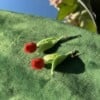 Micro gehaakte tulp oorbellen