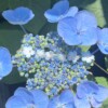 Gehaakte Vergeet-mij-nietjes Ketting – Handgeverfde Bloemen, Goudkleurig & Hypoallergeen