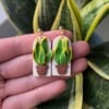 Kamerplant sanseveria oorbellen