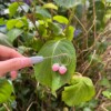 Micro Gehaakte Aardbei Oorringen