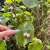 Micro Gehaakte Aardbei Oorringen