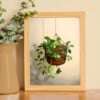 Succulent plant dragon, art print, 21x14,8 cm (8,2x5,8 inch)
