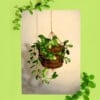 Succulent plant dragon, art print, 21x14,8 cm (8,2x5,8 inch)