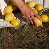 Armband met Steenvormige Hanger Gevuld met Echte Bloemen uit Amsterdam (Limoncello Romance)