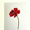 Kunstprint 'Klaproos'