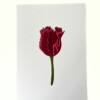 Kunstprint 'Rode tulp'